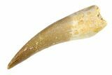 Fossil Plesiosaur (Zarafasaura) Tooth - Morocco #297915-1